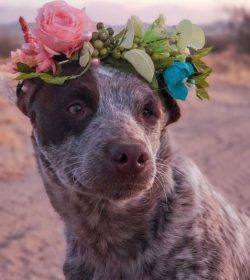 The back of the Australian Cattle Dog is straight, the tail is set low, usually down. Actually,  ...