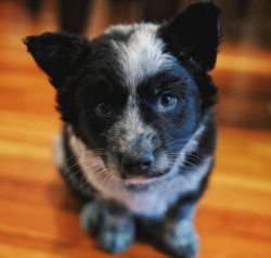 The coat of the Australian Cattle Dog is harsh, very thick and waterproof, of medium length, wit ...