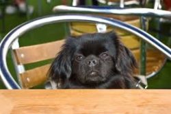 The Tibetan Spaniel is on the list of dogs with average learning ability. 