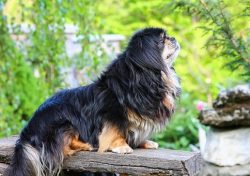 This breed is characterized by obstinacy and willfulness. Besides, they are thinking of dogs wit ...