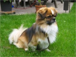Tibby’s training appears early. The owner will have to make an effort to make the pet obed ...
