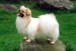 Tibetan spaniels live up to 18 years. This is due to the good health of breed individuals. 