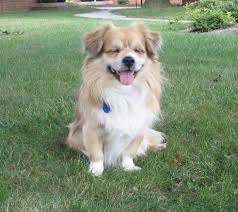 Tibbi have a predisposition to diseases of the cardiovascular system, skin, and allergic rashes, ...