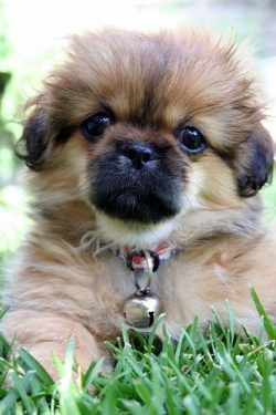 In addition, they are infinitely loyal to their owner and openly show adoration for him. 