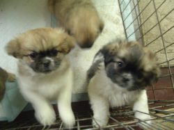 Today the dog is far from religious sacraments, it is mainly considered a friend of the family. 