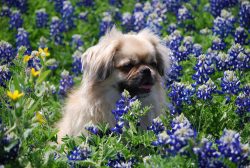 The dog is not inclined to show aggression. However, the Tibetan Spaniel is capable of making un ...