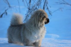 The Tibetan Spaniel, whose character is very mobile, unlike many other dogs, gets along well wit ...