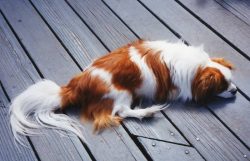 In the process of grooming, you should pay attention to the fact that the Tibetan Spaniel is pro ...