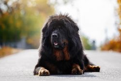 The Tibetan Mastiff is a huge handsome man who is notable for its powerful dimensions. However,  ...