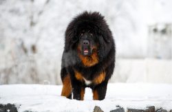This breed is not recommended for novice dog breeders: it requires competent socialization and i ...