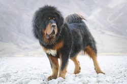 The impressive size of the Tibetan is not always combined with the usual apartment, so it is bes ...