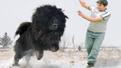 The peak of activity of mastiffs occurs in the evening or even at night: it is then that it is b ...