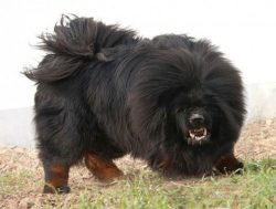 Tibetan Mastiffs cannot keep on a chain, because they are very sociable and want to spend time w ...