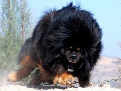 These dogs are incredibly intelligent and independent, and in some cases you have to show toughn ...