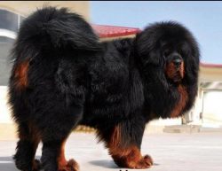 All Tibetans have loud barks, so make sure your dog doesn’t make noise for no reason. 