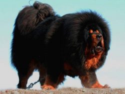 Mastiffs need constant physical activity, otherwise, they can get bored and literally turn your  ...
