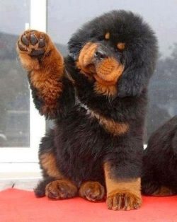 The Tibetan Mastiff is rightfully considered the property of a mysterious corner of the globe &# ...