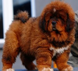 Representatives of this breed are reputed to be reliable and fearless defenders who are not devo ...
