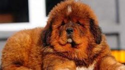 Looking at the threatening appearance of the dog, it is difficult to imagine that this breed is  ...
