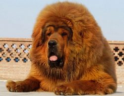The history of the origin of the Tibetan Mastiffs is shrouded in mystery, since the first dogs a ...