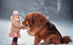 Thanks to their physical and intellectual strength, dogs have become indispensable companions in ...