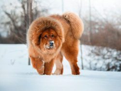 Often, the animals showed ferocity, which is why many owners kept the mastiffs locked, letting t ...