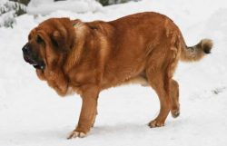 Mastiffs were also widely used to protect the serenity of monasteries. Then the animals worked i ...