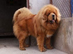 Considering the fact that these large dogs fearlessly fought even with snow leopards, monks and  ...