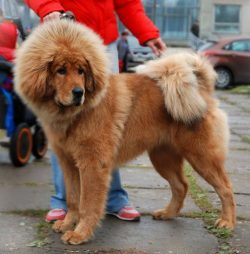 It was the geographical remoteness of Tibet that became the reason why the breed was able to mai ...