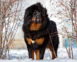 According to historical data, similar dogs accompanied the army of Genghis Khan in battles, and  ...