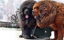 The distant ancestors of the mastiffs also met in other armies of the ancient world, who fought  ...