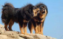 many dog ​​handlers adhere to this point of view, although they admit that such a colorful descr ...