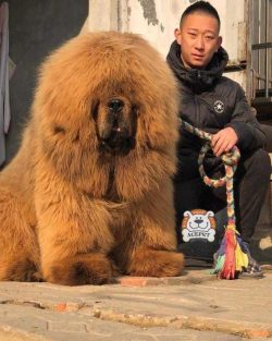 The spread of the breed across Europe began in 1847, when the future Viceroy of India, Lord Hard ...