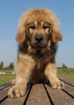 In 1931, interest in mastiffs resulted in the creation of the Tibetan Dog Breeds Association. At ...