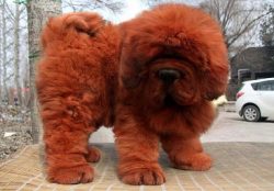 Since 1969, dogs have been brought back to the United States – this time straight from the ...