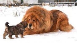 In 1979, mastiffs bred in the United States took part in the exhibition for the first time and w ...