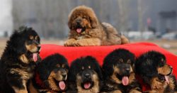 Today the Tibetan Mastiff is one of the rare dog breeds. So, in the UK, there are about three hu ...