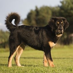 As for the United States, mastiffs rank 124 out of 167 in the breed ranking. 