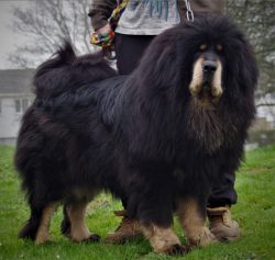 In Russia, these dogs continue to gain popularity, but it is still not enough to open full-fledg ...