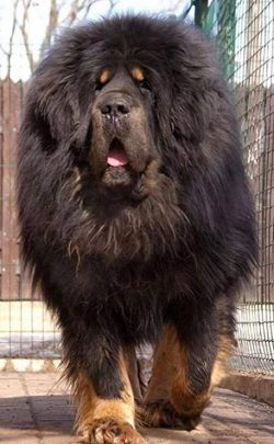 The Tibetan Mastiff belongs to large dog breeds. It is a strong animal with a heavy and sturdy b ...