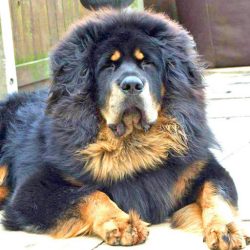 Despite its impressive size, the mastiff looks proportional. 