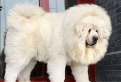 The head of the Tibetan Mastiff is commensurate with its size: it is very heavy and strong ̵ ...