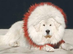 The Tibetan Mastiff has a strong body. The muscular back passes into a wide croup. 