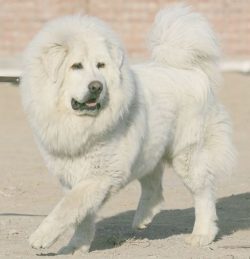 The tail is of medium length and set rather high. It is casually thrown onto its back and lifted ...