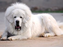 They have strong bones and pronounced articulation angles. The mastiff’s muscular shoulder ...
