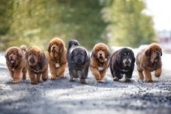 Parallel to each other, which is noticeable when viewed from the back of the Tibetan Mastiff. 