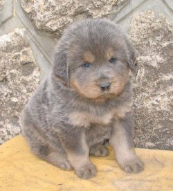 The main colors of the mastiff include sable, golden (shades of any saturation are possible), bl ...