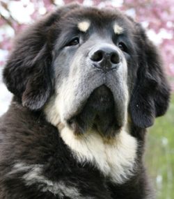 A dog has an indestructible sense of its own dignity and requires an appropriate attitude toward ...