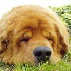 The millennial history of the breed and the original purpose of its representatives explain the  ...