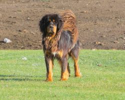 In rare moments, a dog can bark, seeing potential danger in a quiet rustle or creak. 